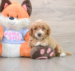 6 week old Mini Goldendoodle Puppy For Sale - Premier Pups