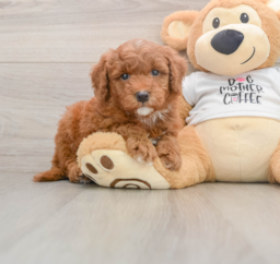 6 week old Mini Goldendoodle Puppy For Sale - Premier Pups
