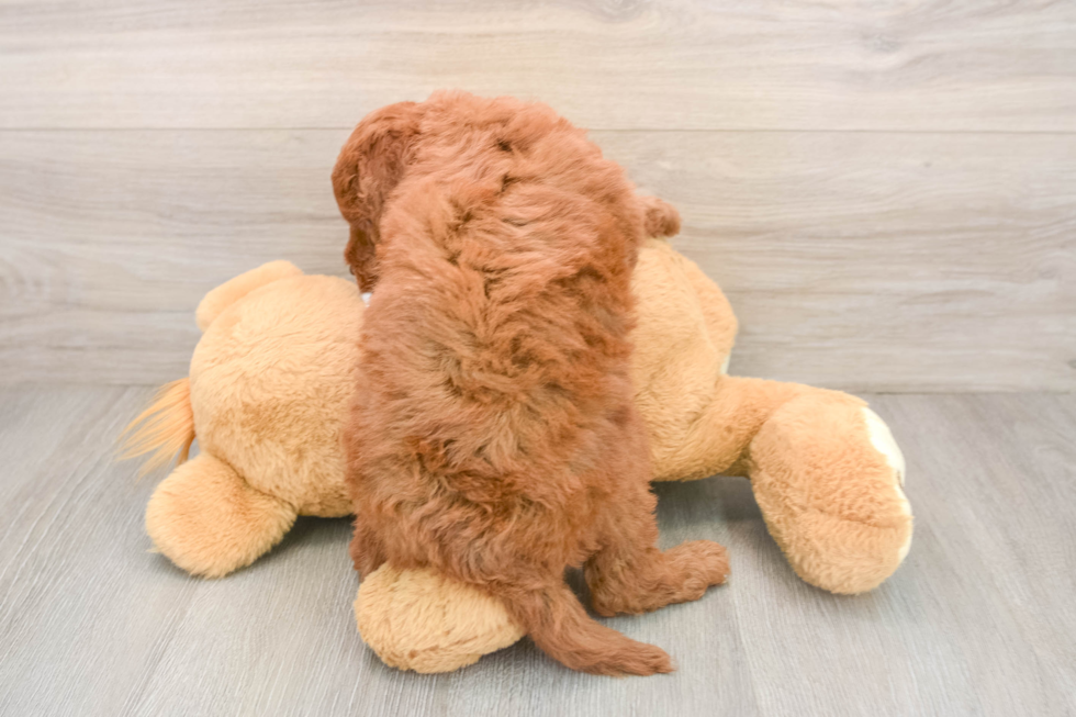 Mini Goldendoodle Puppy for Adoption