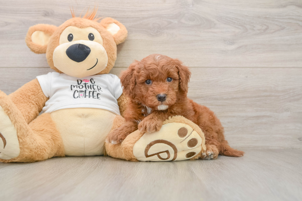 Small Mini Goldendoodle Baby
