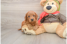Happy Mini Goldendoodle Baby