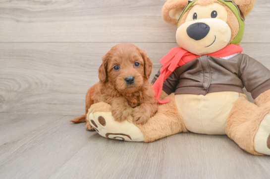 Happy Mini Goldendoodle Baby