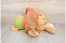Small Mini Goldendoodle Baby