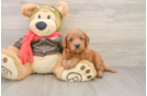 Mini Goldendoodle Pup Being Cute