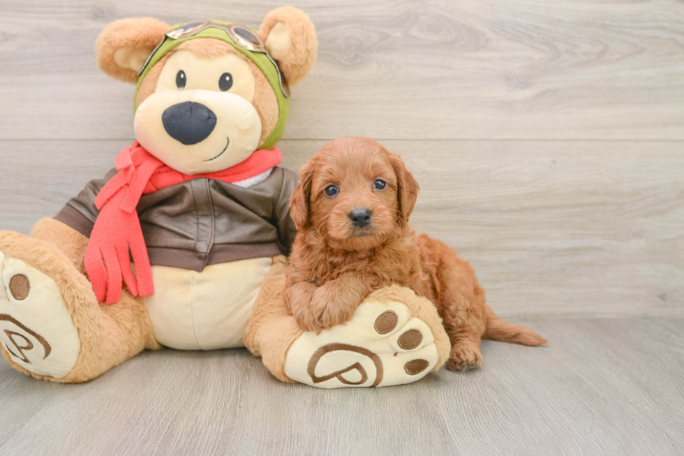 Mini Goldendoodle Pup Being Cute