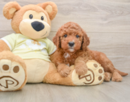 5 week old Mini Goldendoodle Puppy For Sale - Premier Pups