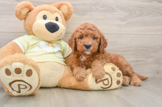 Mini Goldendoodle Puppy for Adoption