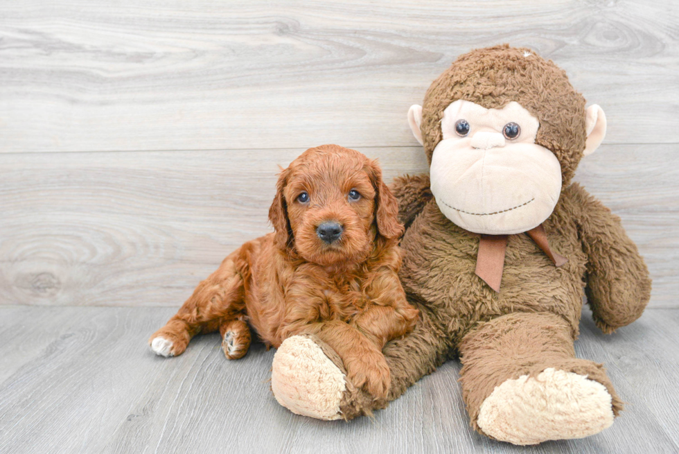 Adorable Golden Retriever Poodle Mix Puppy