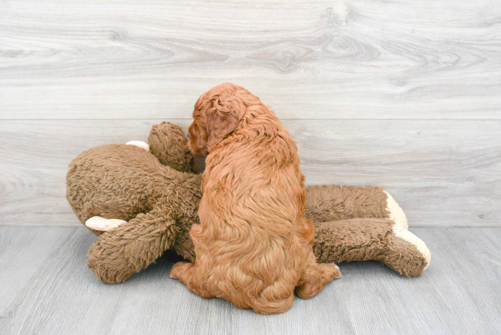 Popular Mini Goldendoodle Poodle Mix Pup