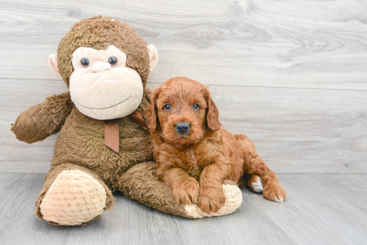 Mini Goldendoodle Puppy for Adoption