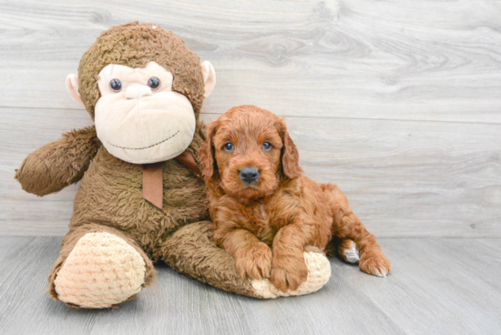 Mini Goldendoodle Puppy for Adoption