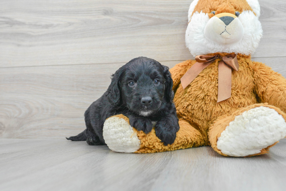 Funny Mini Goldendoodle Poodle Mix Pup