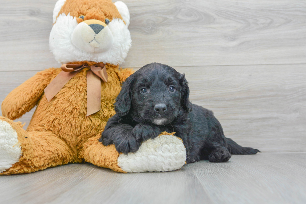 Popular Mini Goldendoodle Poodle Mix Pup