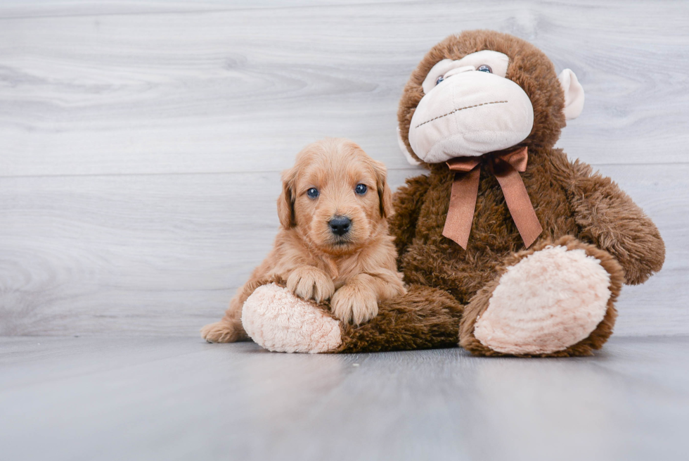 Mini Goldendoodle Pup Being Cute