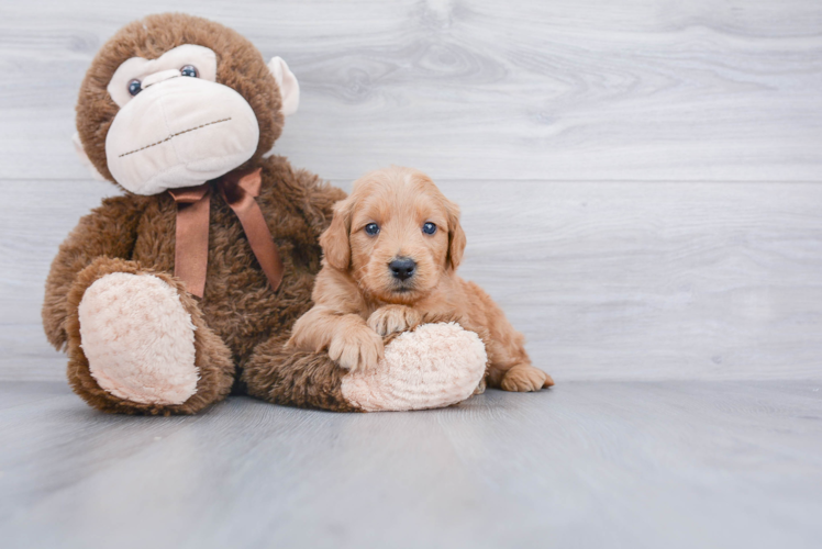 Best Mini Goldendoodle Baby