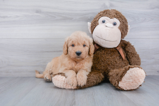 Mini Goldendoodle Pup Being Cute