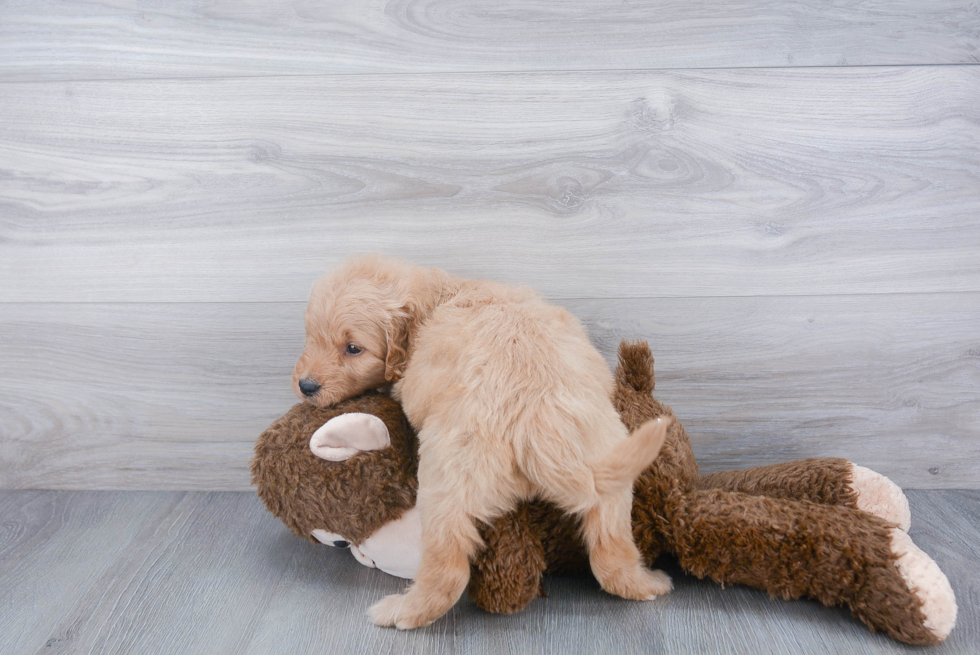 Little Golden Retriever Poodle Mix Puppy