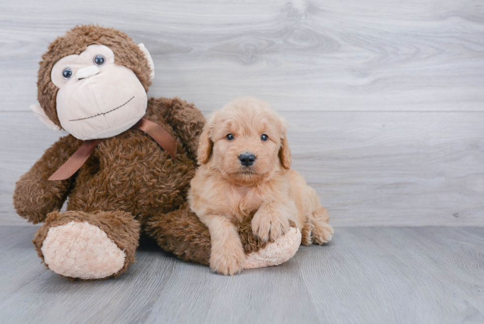 Adorable Golden Retriever Poodle Mix Puppy