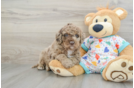 Mini Goldendoodle Pup Being Cute