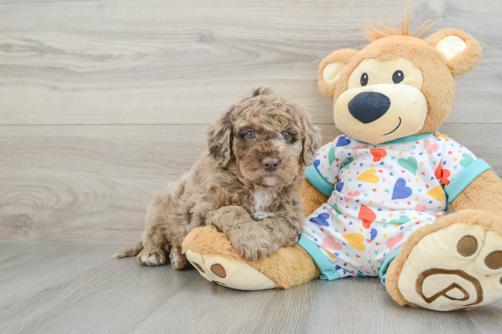 Mini Goldendoodle Pup Being Cute