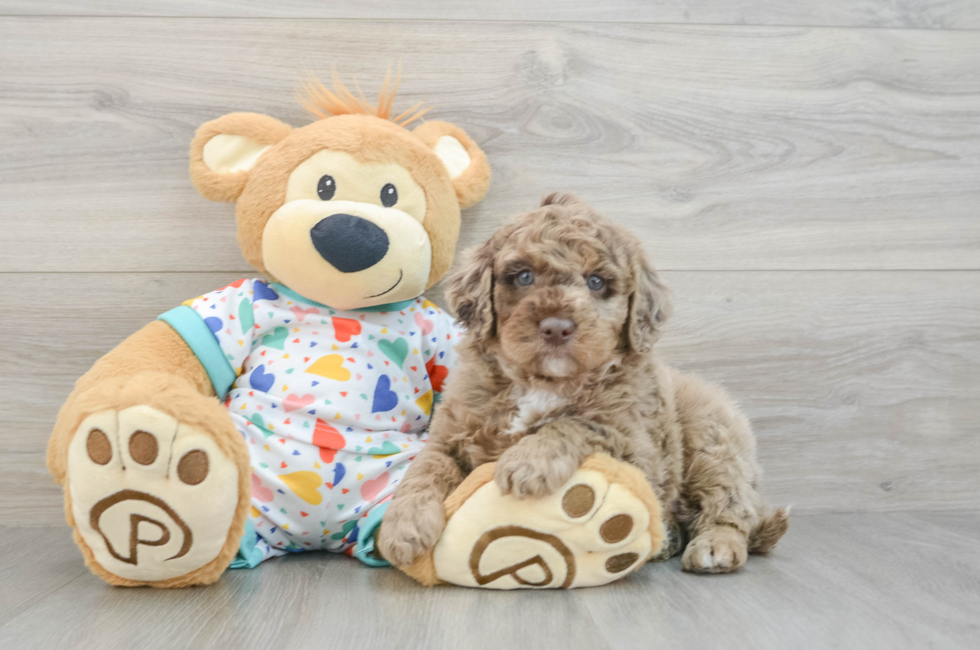 5 week old Mini Goldendoodle Puppy For Sale - Premier Pups