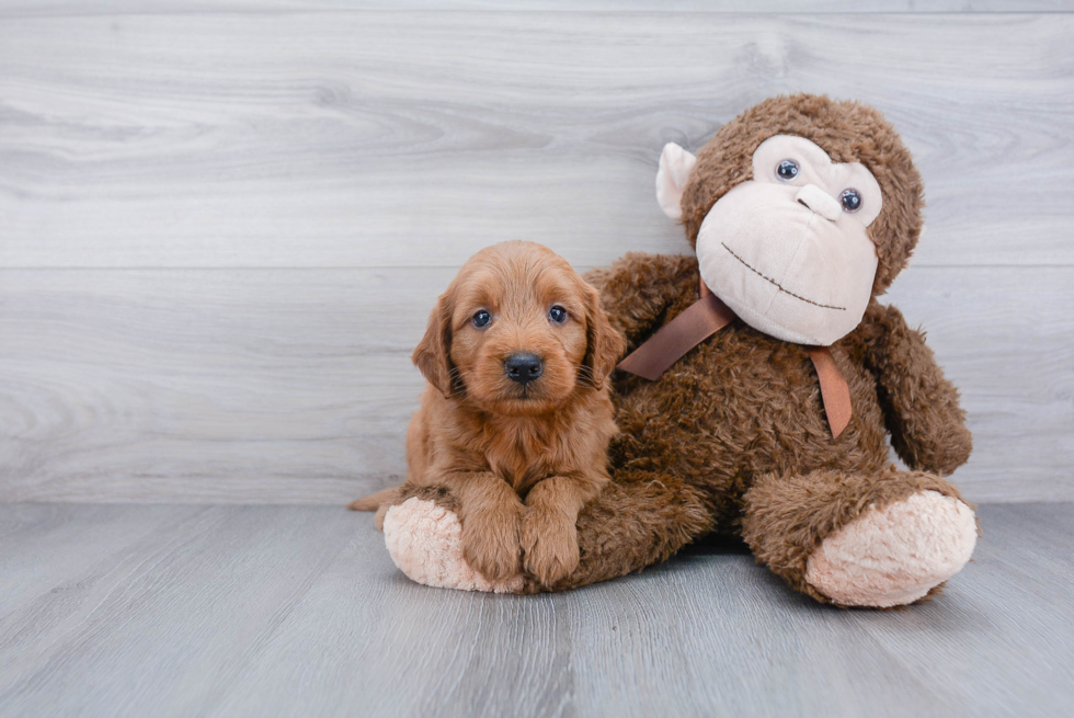 Best Mini Goldendoodle Baby