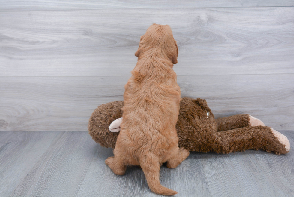 Best Mini Goldendoodle Baby