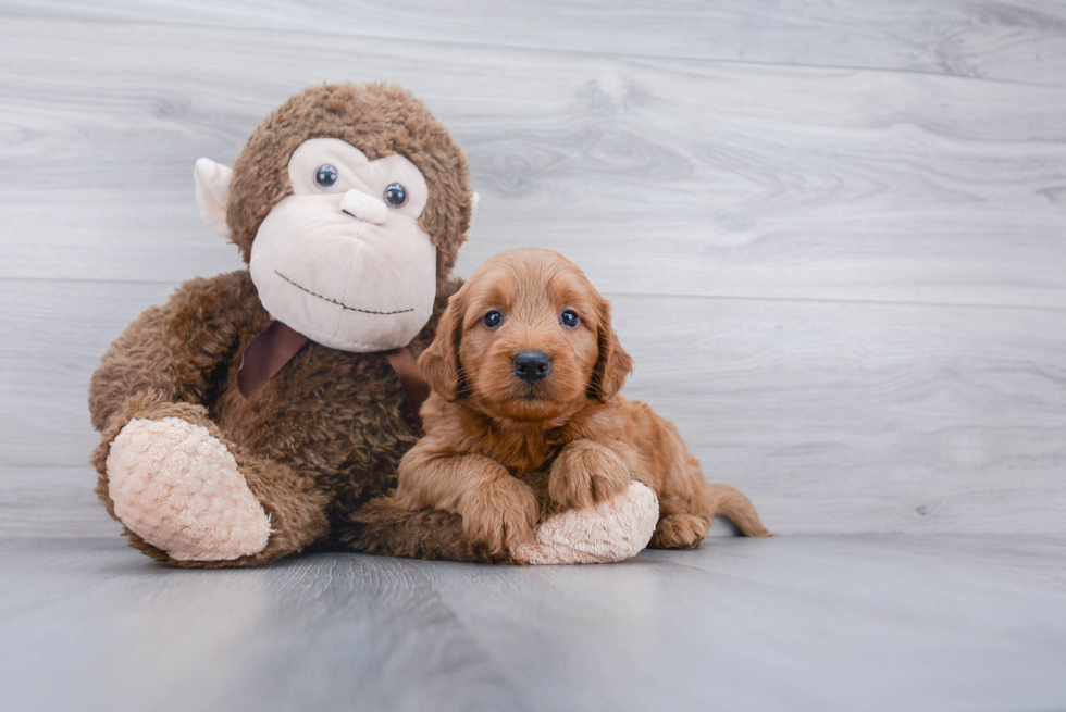 Mini Goldendoodle Puppy for Adoption