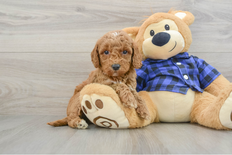 Energetic Golden Doodle Poodle Mix Puppy