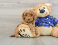 8 week old Mini Goldendoodle Puppy For Sale - Premier Pups