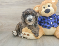 8 week old Mini Goldendoodle Puppy For Sale - Premier Pups