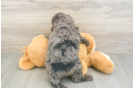 Cute Mini Goldendoodle Baby