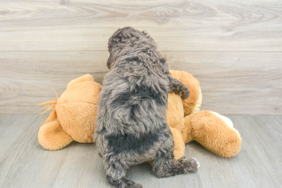 Cute Mini Goldendoodle Baby