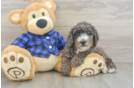 Petite Mini Goldendoodle Poodle Mix Pup