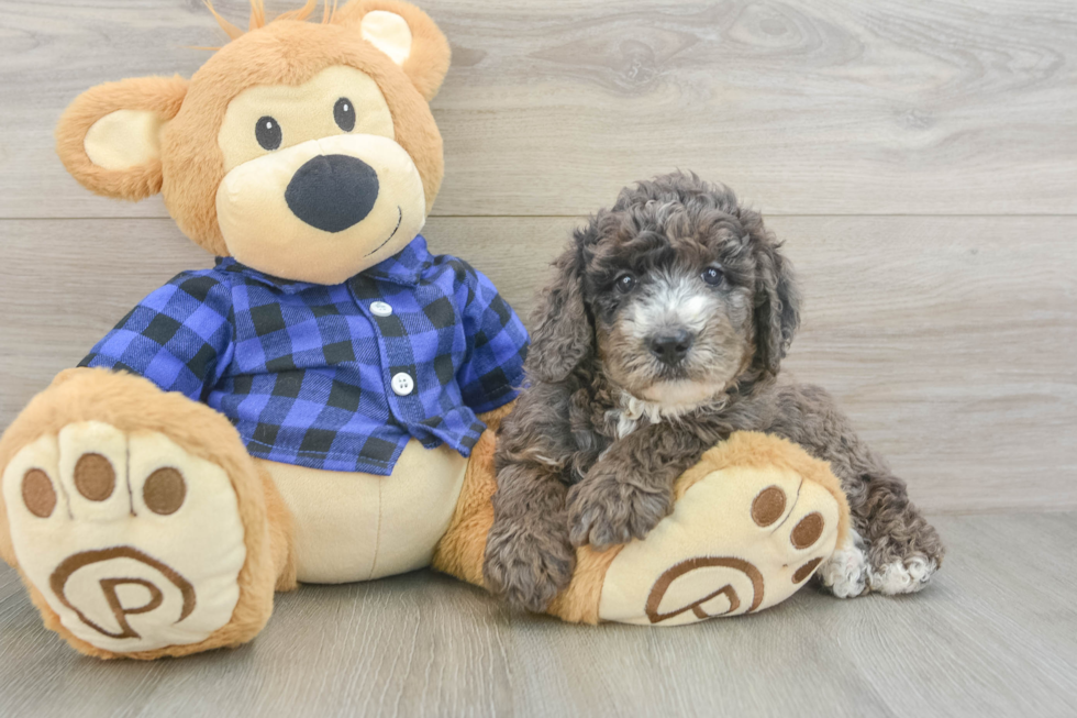 Petite Mini Goldendoodle Poodle Mix Pup