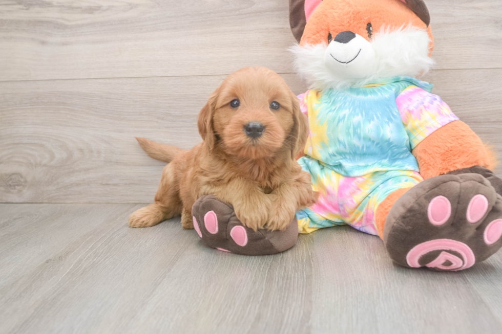 Meet Alpha - our Mini Goldendoodle Puppy Photo  1/3 - Premier Pups Mini Goldendoodle Puppy for Adoption