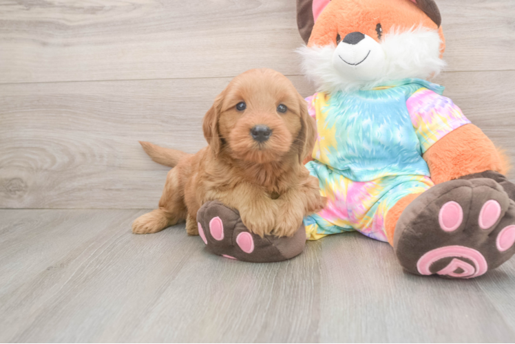 Meet Alpha - our Mini Goldendoodle Puppy Photo  1/3 - Premier Pups Mini Goldendoodle Puppy for Adoption
