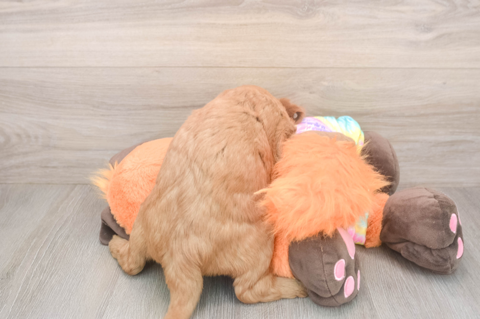 Meet Alpha - our Mini Goldendoodle Puppy Photo  3/3 - Premier Pups Sweet Mini Goldendoodle Baby