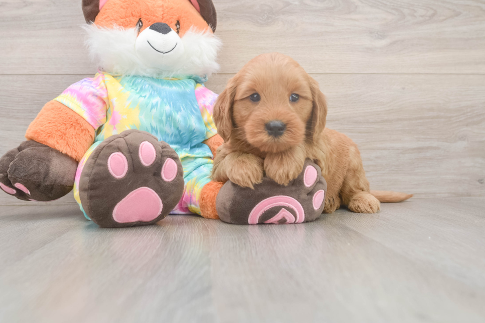 Meet Alpha - our Mini Goldendoodle Puppy Photo  2/3 - Premier Pups Smart Mini Goldendoodle Poodle Mix Pup