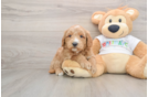 Best Mini Goldendoodle Baby
