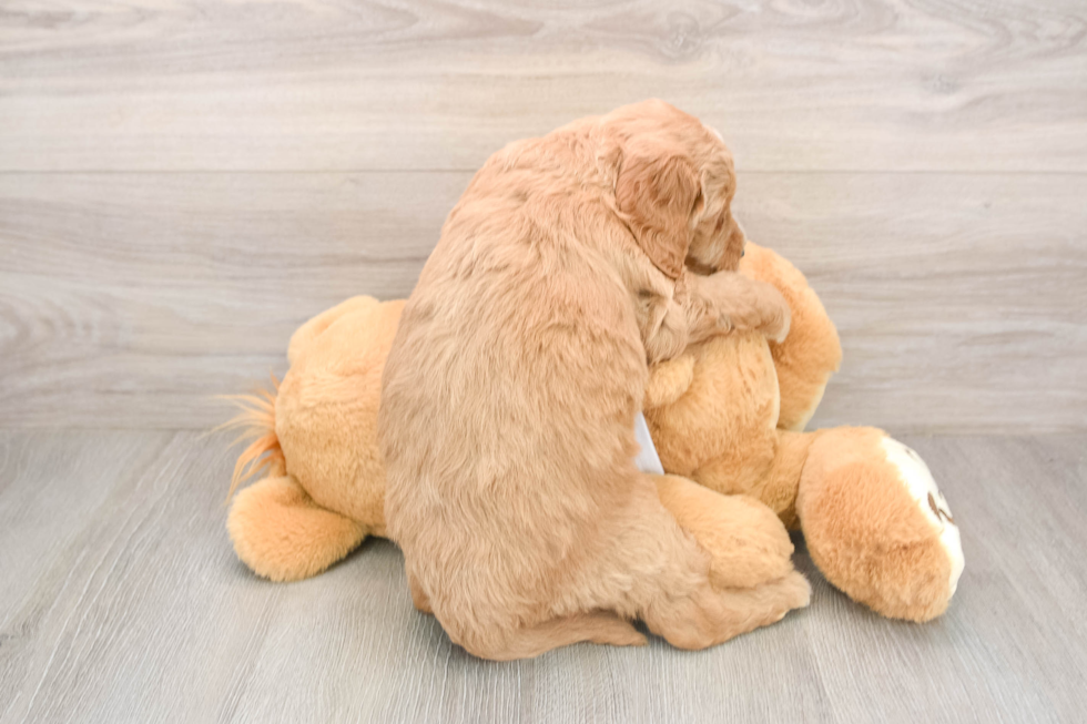 Best Mini Goldendoodle Baby