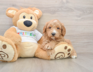 6 week old Mini Goldendoodle Puppy For Sale - Premier Pups