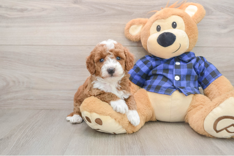 Hypoallergenic Mini Goldiepoo Poodle Mix Puppy