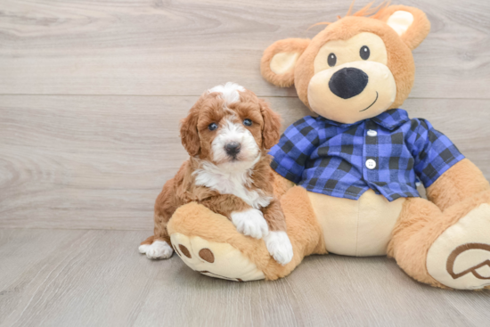 Hypoallergenic Mini Goldiepoo Poodle Mix Puppy