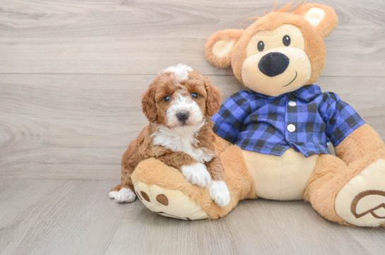 Hypoallergenic Mini Goldiepoo Poodle Mix Puppy