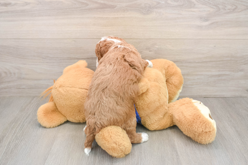 Small Mini Goldendoodle Baby