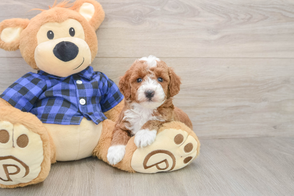 Mini Goldendoodle Pup Being Cute