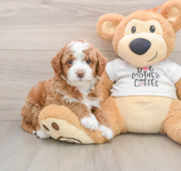6 week old Mini Goldendoodle Puppy For Sale - Premier Pups