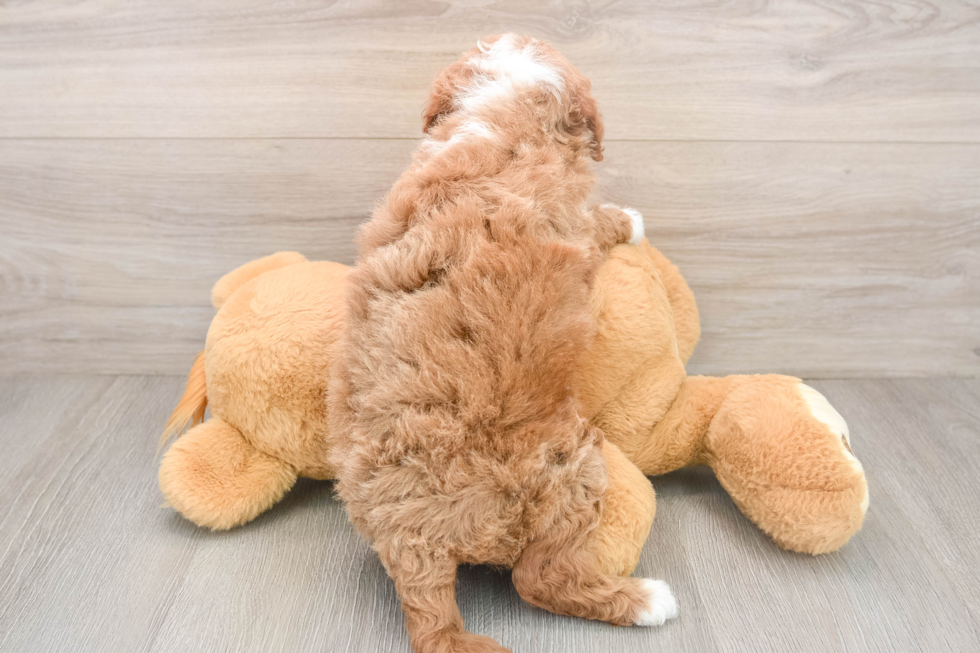 Mini Goldendoodle Puppy for Adoption