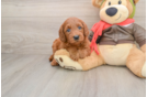Best Mini Goldendoodle Baby